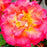 Rose, True Sincerity Rose
