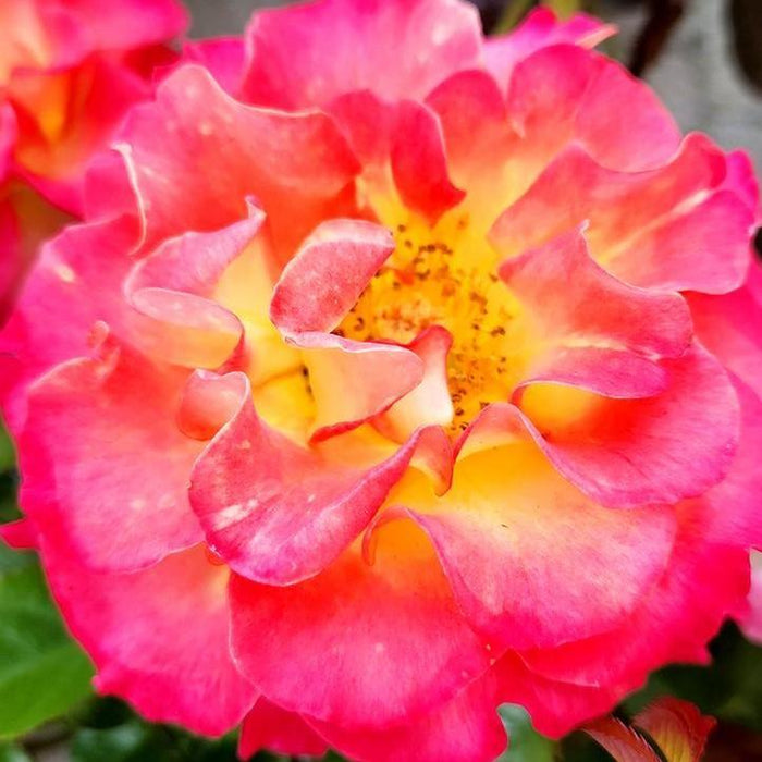 Rose, True Sincerity Rose