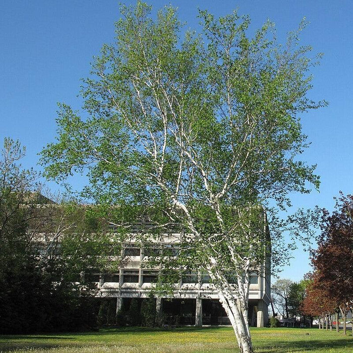 Birch, Paper Birch