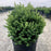 Boxwood, Green Mountain Boxwood