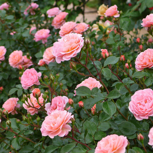 Rose, Sweet Drift® Rose