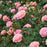 Rose, Sweet Drift® Rose