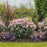 Hydrangea, Invincibelle® Spirit II Hydrangea
