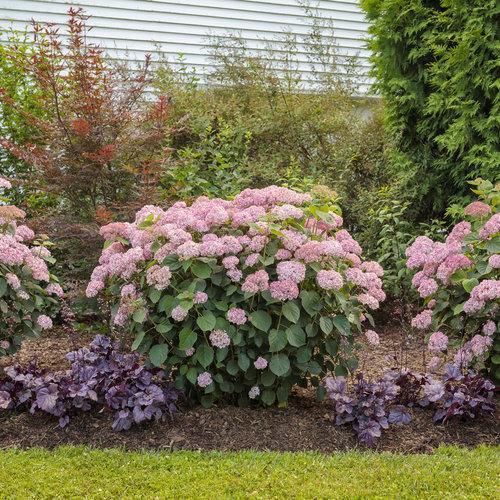 Hydrangea, Invincibelle® Spirit II Hydrangea
