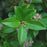 Skimmia, Japanese Skimmia