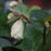 Hellebore, FrostKiss™ Molly's White Lenten Rose