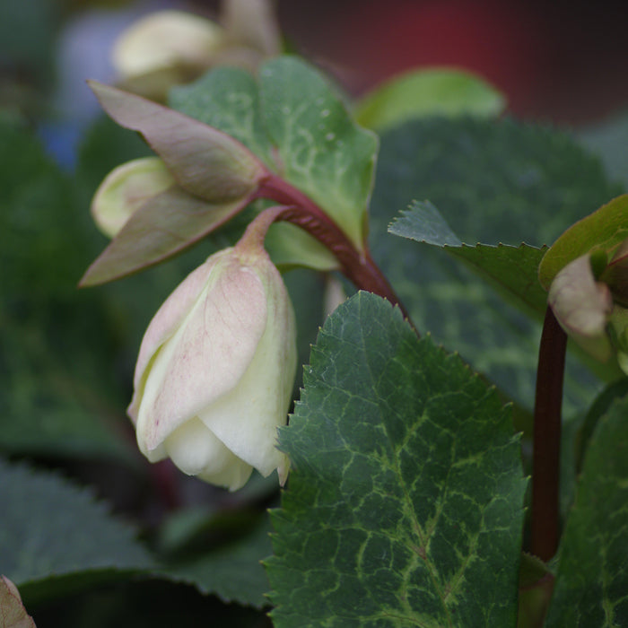 Hellebore, FrostKiss™ Molly's White Lenten Rose