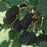 Blackberry, Prime-Ark Freedom Thornless Blackberry, 2 gal (10-15 in)