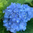 Hydrangea, Endless Summer® The Original Macrophylla Hydrangea