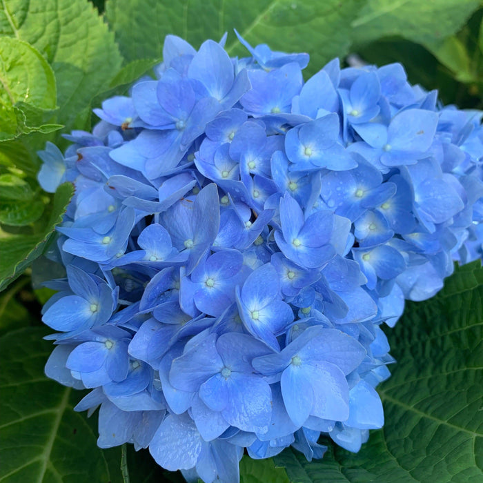 Hydrangea, Endless Summer® The Original Macrophylla Hydrangea