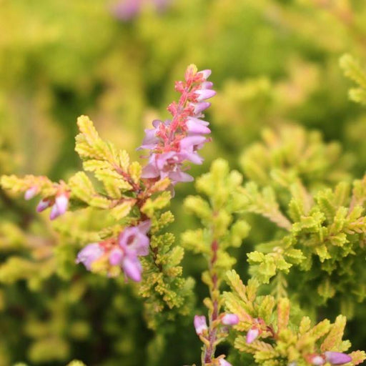 Heather, Blazeaway Heather