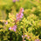 Heather, Blazeaway Heather