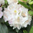 Rhododendron, White Catawba Rhododendron