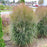 Grass, Prairie Winds® October Sky Switch Grass