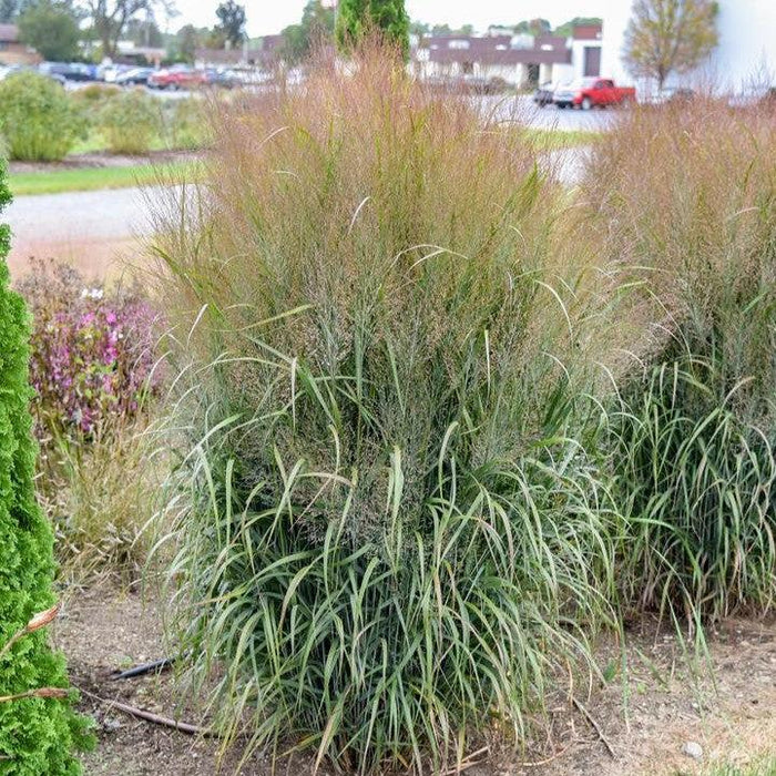Grass, Prairie Winds® October Sky Switch Grass