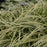 Sedge, Silver Sceptre Sedge