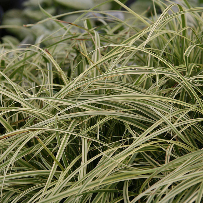 Sedge, Silver Sceptre Sedge