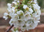 Cherry, White Gold - Sweet Cherry, 7 gal (5-7 ft)