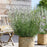 Lavender, Exceptional™ Lavender