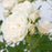 Rose, Icecap™ Rose
