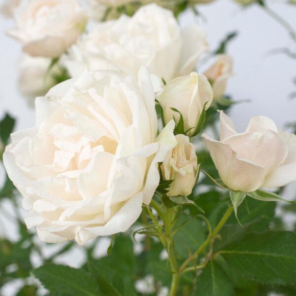 Rose, Icecap™ Rose