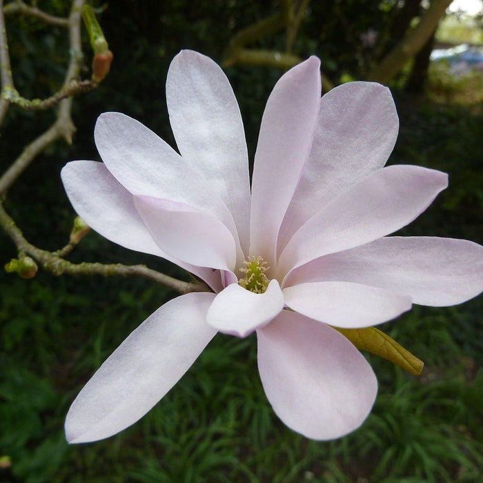 Magnolia, Leonard Messel Magnolia