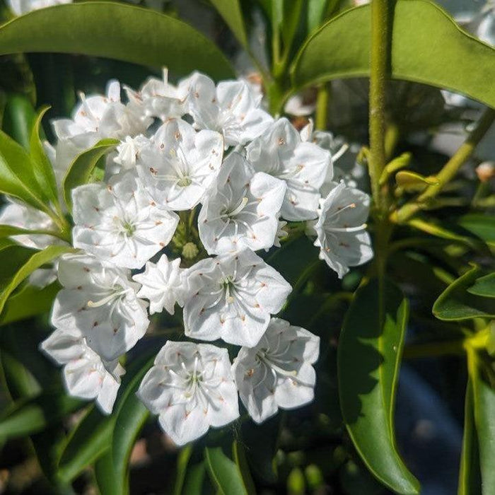 Mountain Laurel, Snowdrift Mountain Laurel