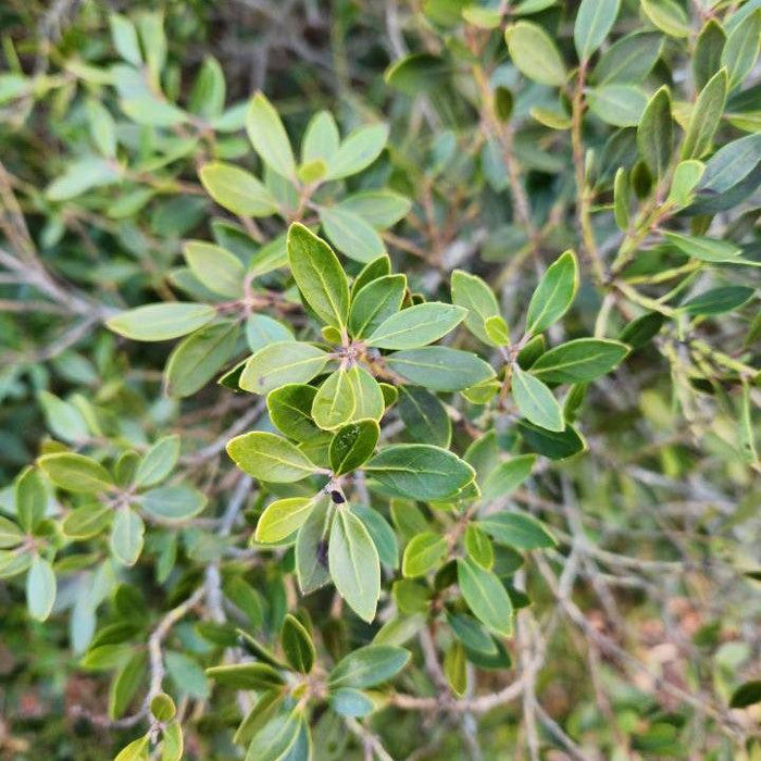 Holly, Forever Emerald™ Inkberry
