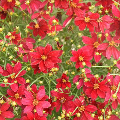 Tickseed, Designer Threads™ Scarlet Ribbons Coreopsis
