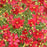 Tickseed, Designer Threads™ Scarlet Ribbons Coreopsis