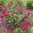 Rose, David Austin Darcey Bussell English Shrub Rose