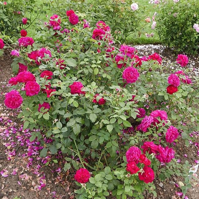 Rose, David Austin Darcey Bussell English Shrub Rose