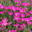 Dianthus, Sunflor® Kahori® Dianthus