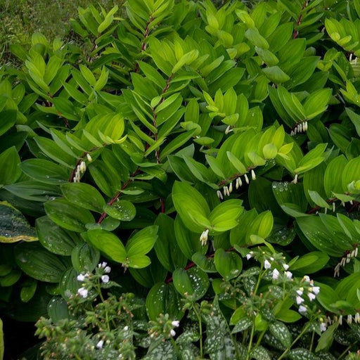 Polygonatum odoratum 'Ruby Slippers'  - Ruby Slippers Solomon's Seal