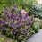 Butterfly Bush, Butterfly Candy™ Lil' Lavender™ Butterfly Bush