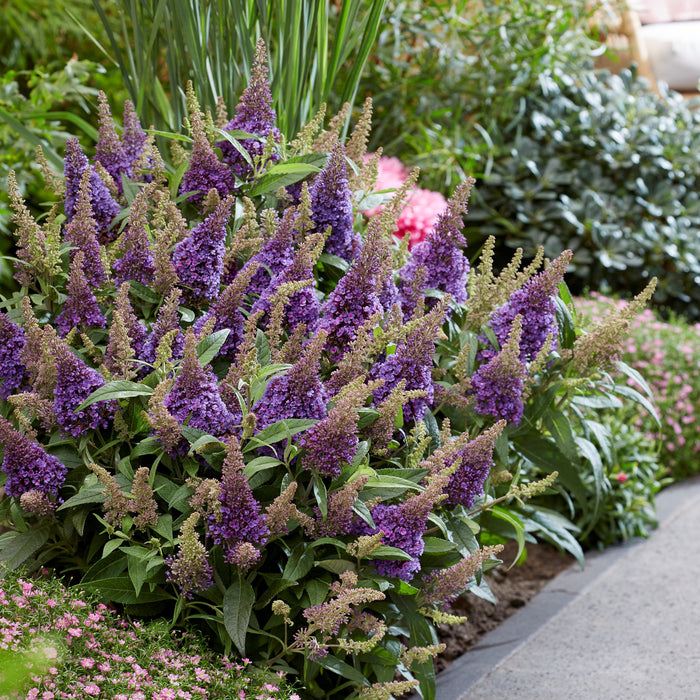 Butterfly Bush, Butterfly Candy™ Lil' Lavender™ Butterfly Bush