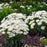 Shasta Daisy, Amazing Daisies® Spun Silk Shasta Daisy
