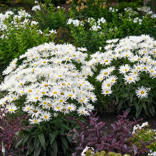 Shasta Daisy, Amazing Daisies® Spun Silk Shasta Daisy