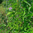 Passiflora incarnata  - Passion Flower, Maypop