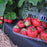 Strawberry, Flavorfest Strawberry