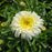 Shasta Daisy, PW® Amazing Daisies® Marshmallow Shasta Daisy