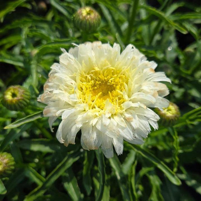 Shasta Daisy, PW® Amazing Daisies® Marshmallow Shasta Daisy
