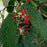 Viburnum, Leatherleaf Viburnum