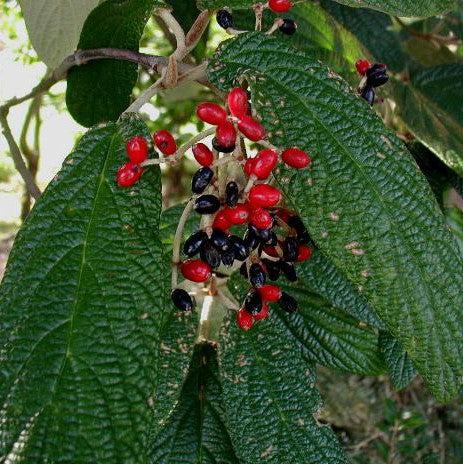 Viburnum, Leatherleaf Viburnum
