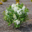 Lilac, New Age™ White Lilac