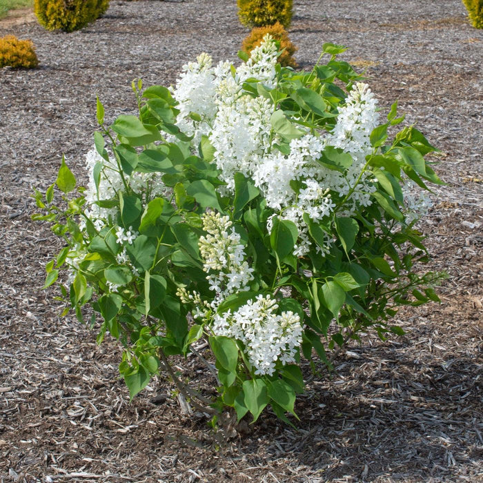 Lilac, New Age™ White Lilac