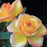 Rose, Gold Medal