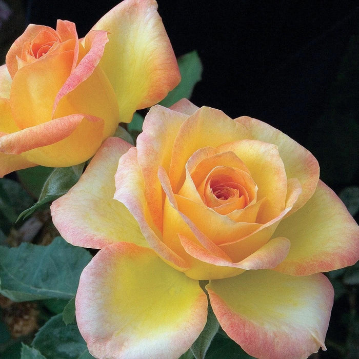 Rose, Gold Medal