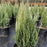 Juniper, Blue Point Juniper