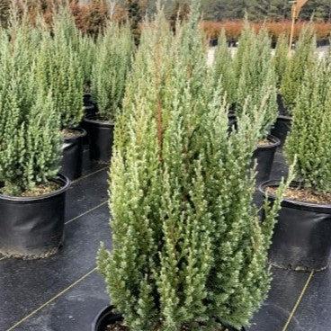Juniper, Blue Point Juniper
